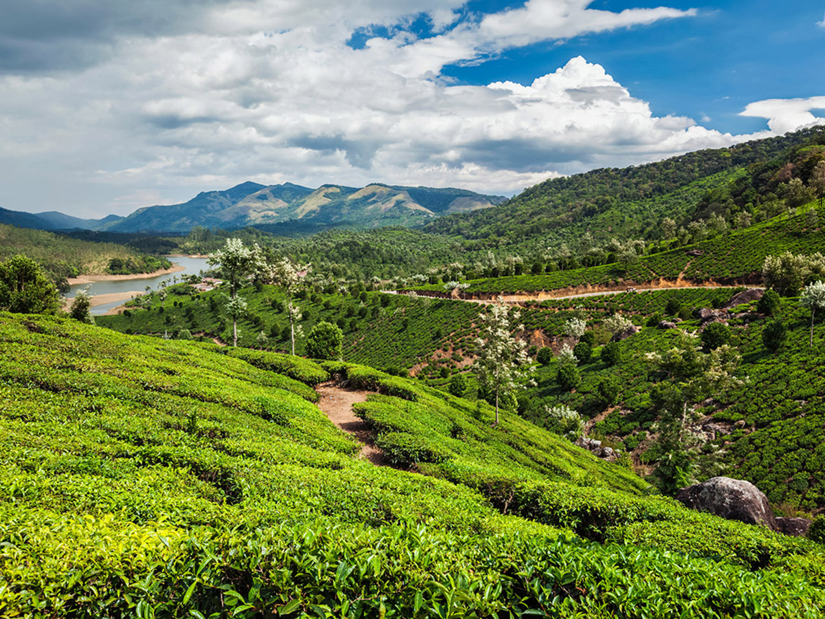 インドの茶畑
