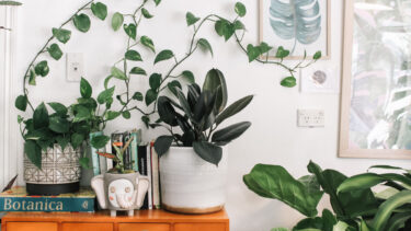 観葉植物で室内をおしゃれに！インテリアグリーンの種類と飾り方 #心地よい住まい