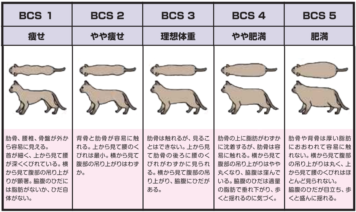 BCS測定